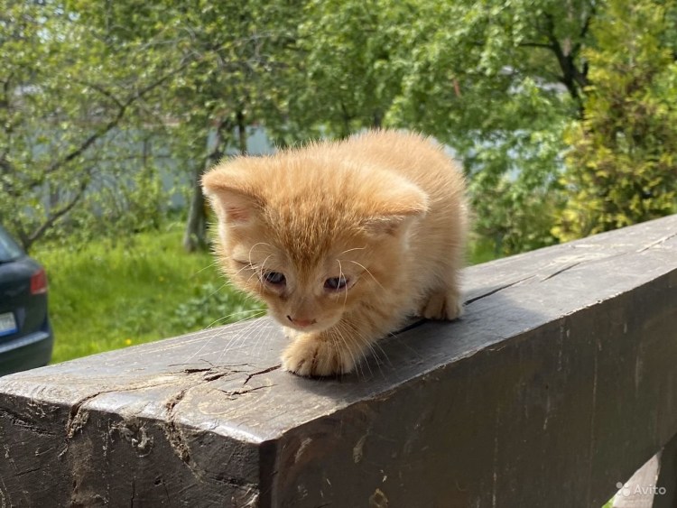 Котята метисы рыжие