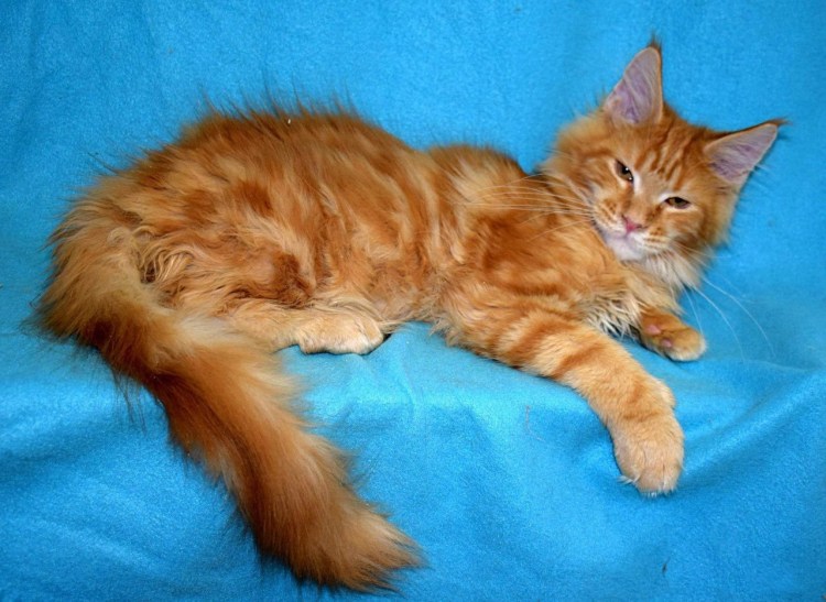 Вислоухий кот рыжий метис