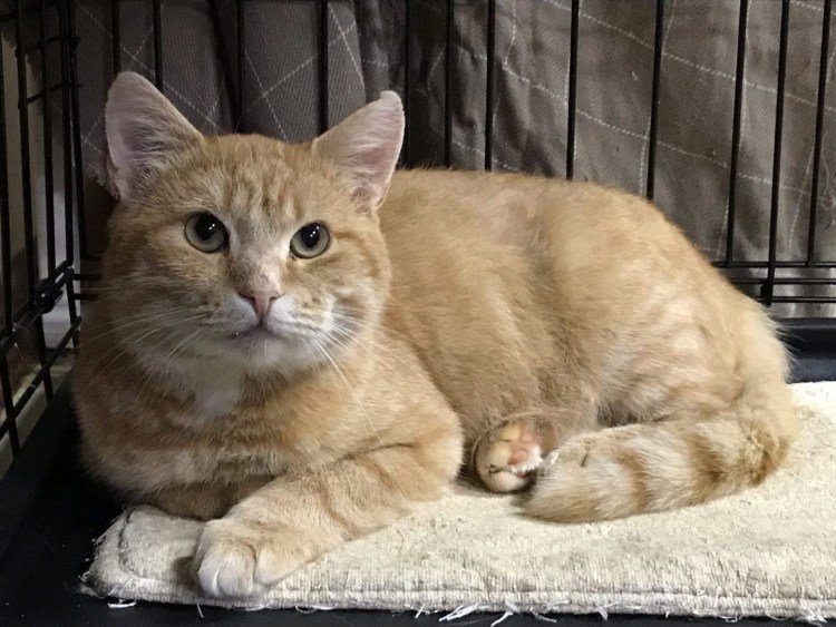 Котята метисы