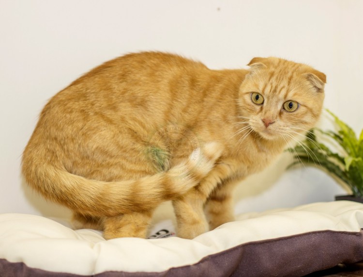 Метис Мейн куна