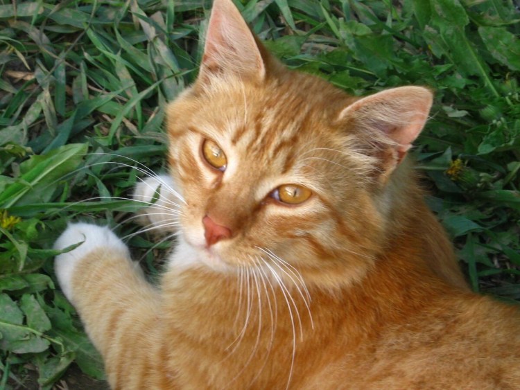 Рыжий кот метис Мейн куна