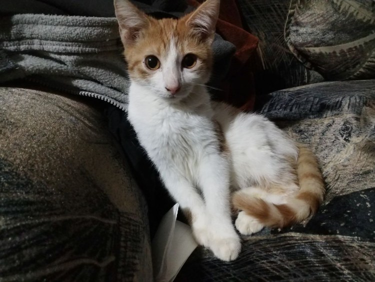 Пухлые рыжие коты помесь британцев