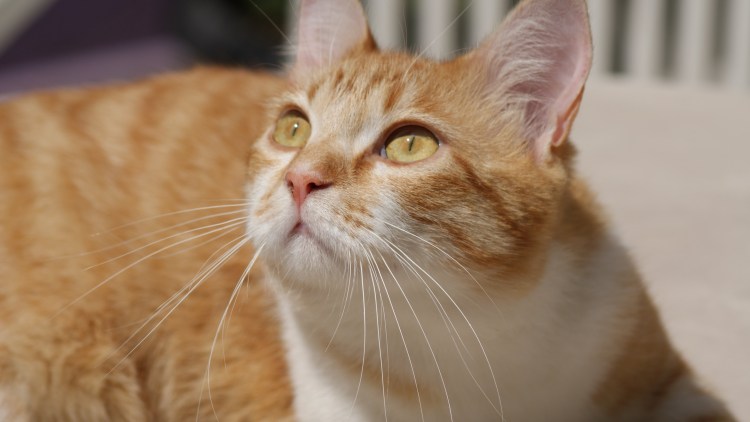 Метис Мейн куна и сибирской