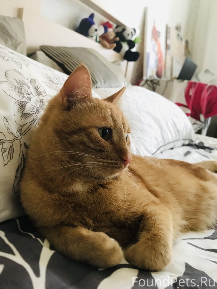 Рыжий котенок Мейн кун 3 месяца