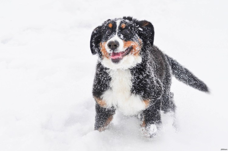 Бернский зенненхунд зима