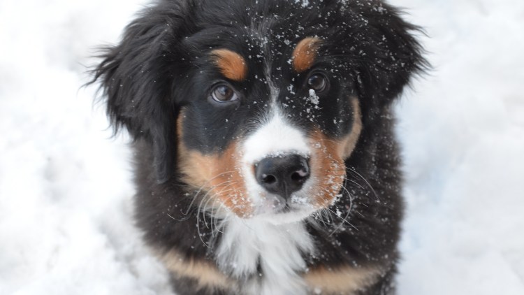 Бернский зенненхунд зима