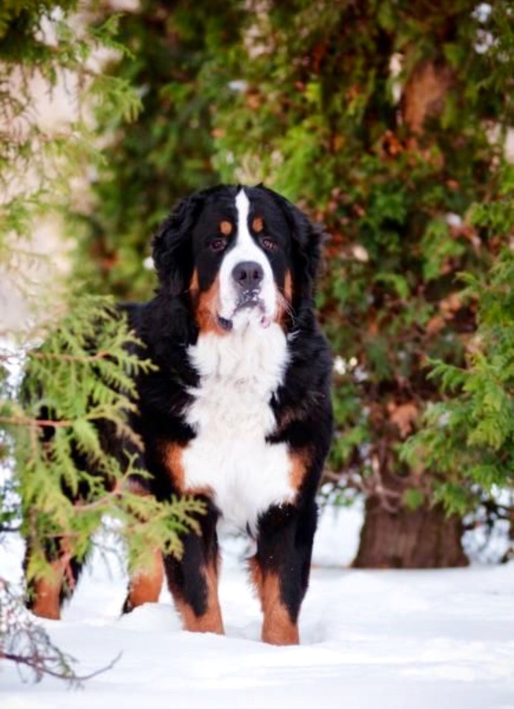 Зенненхунд собака