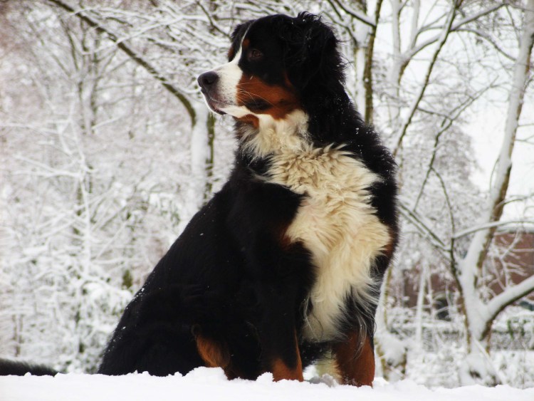 Бернский зенненхунд зимой