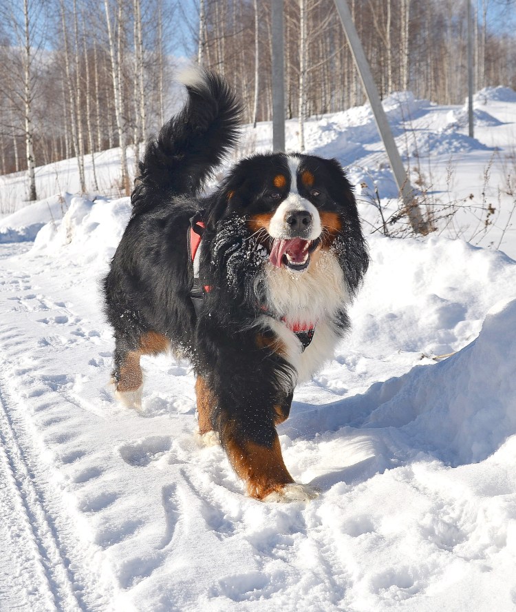 Бернский зенненхунд арт