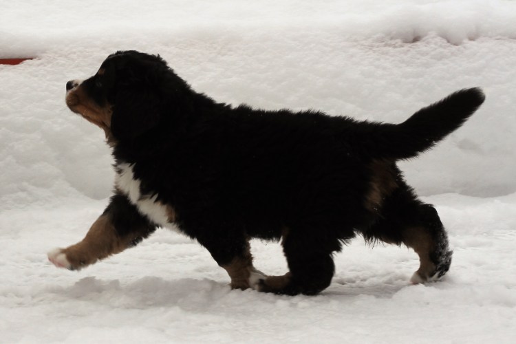 Бернский зенненхунд