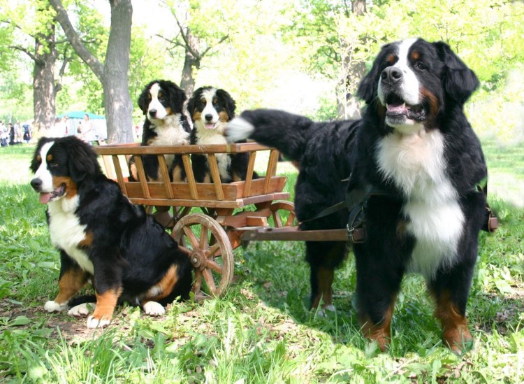 Бернский зенненхунд неуправляемый