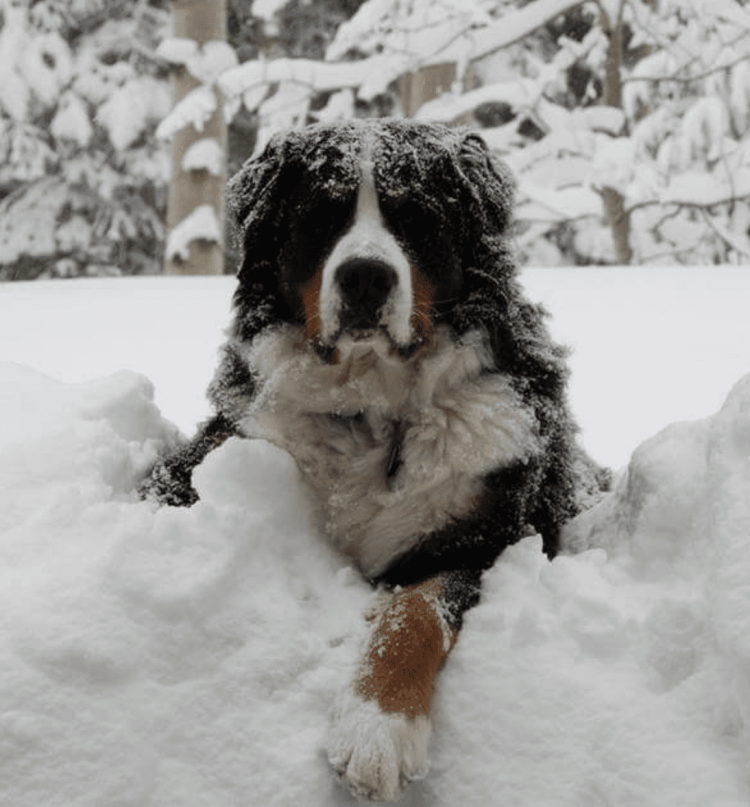 Бернский зенненхунд