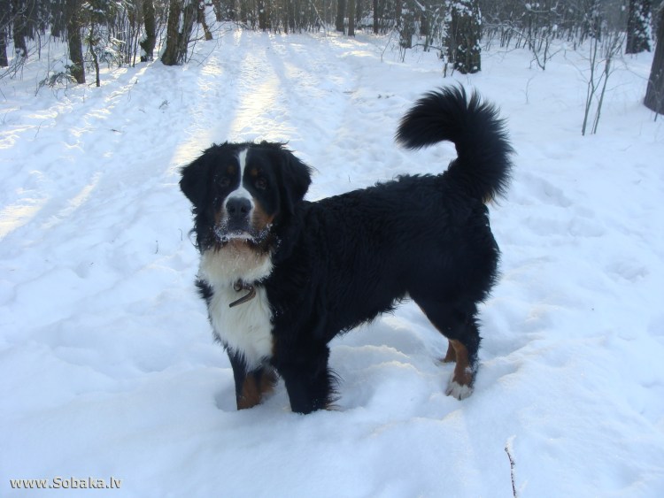 Бернский зенненхунд