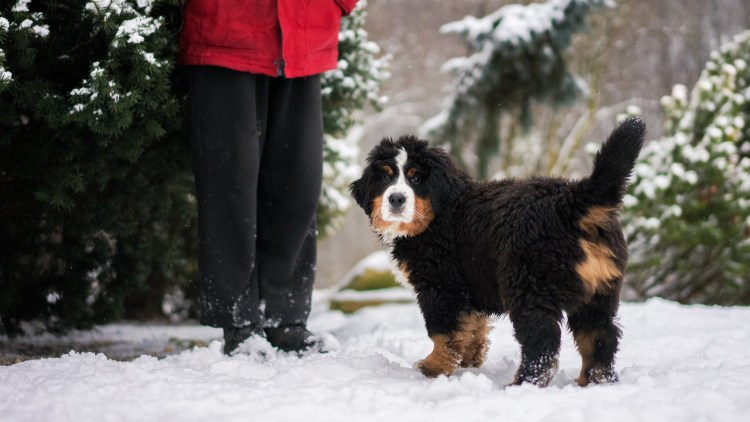 Бернский зенненхунд бежит