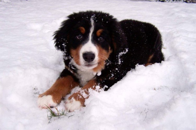 Бернский зенненхунд
