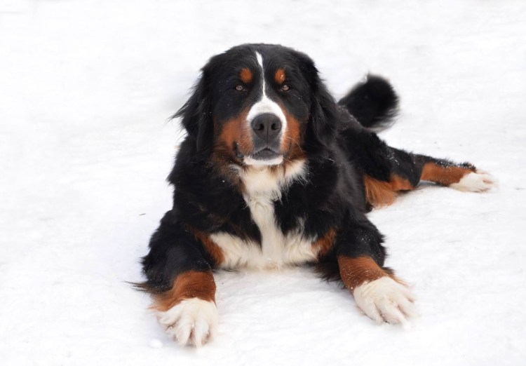 Бернский зенненхунд Барон