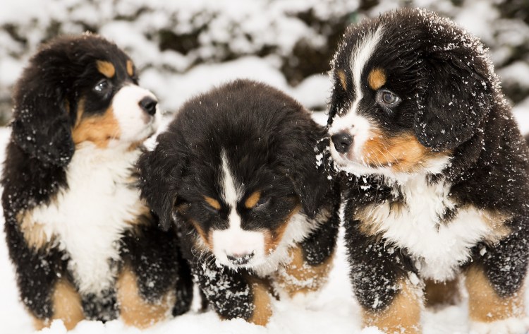 Бернский зенненхунд и алабай