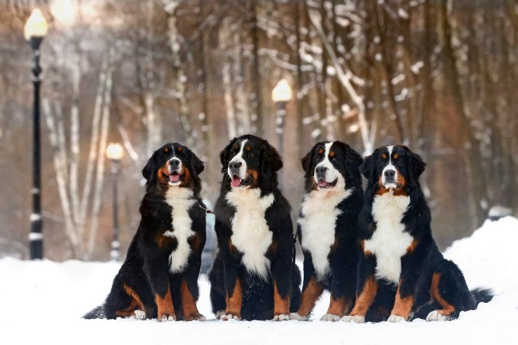 Бернский зенненхунд