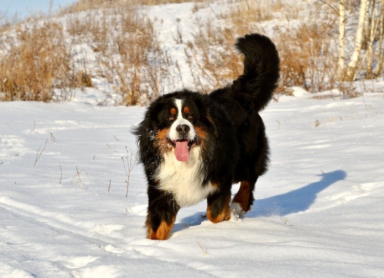 Бернский зенненхунд ЗКС