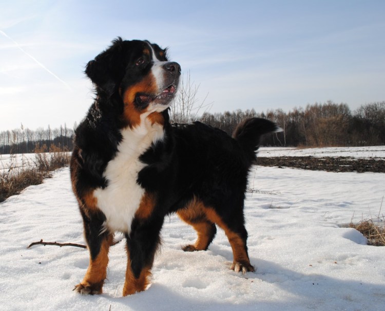Bernese Mountain Dog Puppy