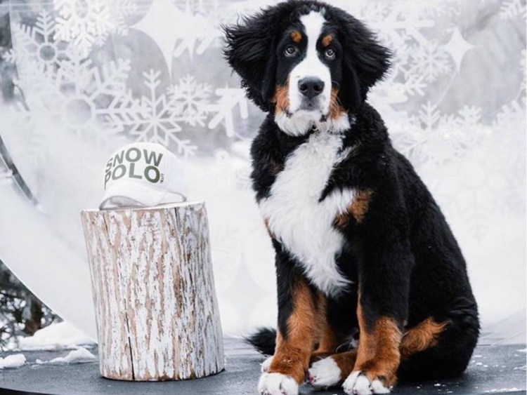 Бернский зенненхунд охрана