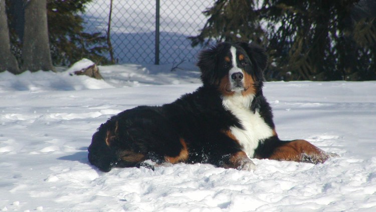 Зенненхунд собака