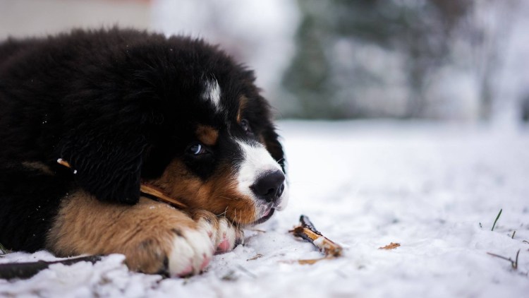 Бернский зенненхунд спасатель