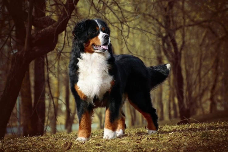 Бернский зенненхунд на прогулке