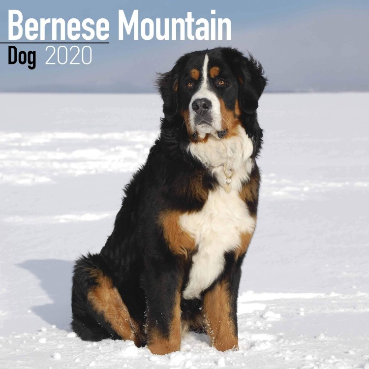 Бернский зенненхунд