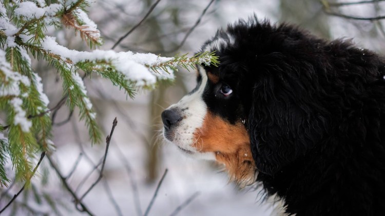 Бернский зенненхунд спаниель