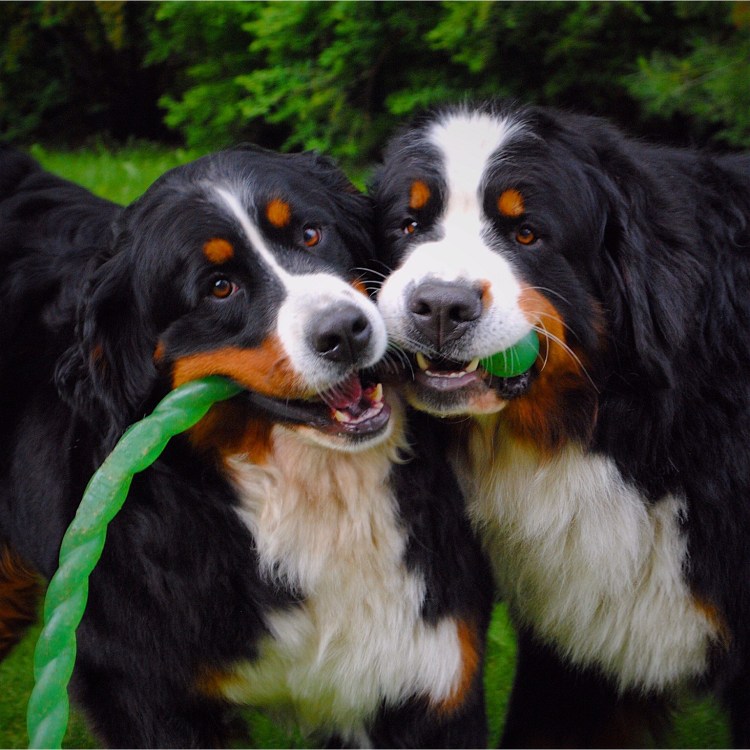 Бернский зенненхунд и басенджи