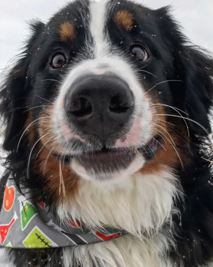 Собака Барон Бернский зенненхунд