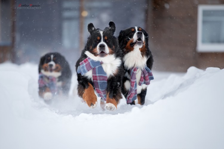Бернский зенненхунд зимой