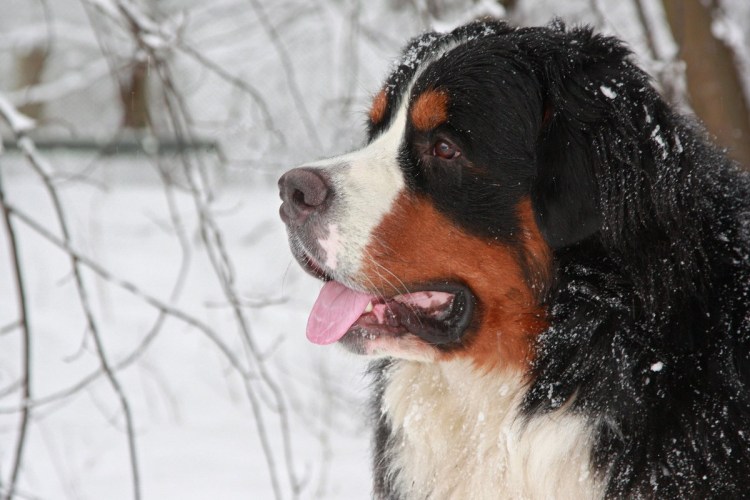 Бернский зенненхунд Магри Олифер юнита