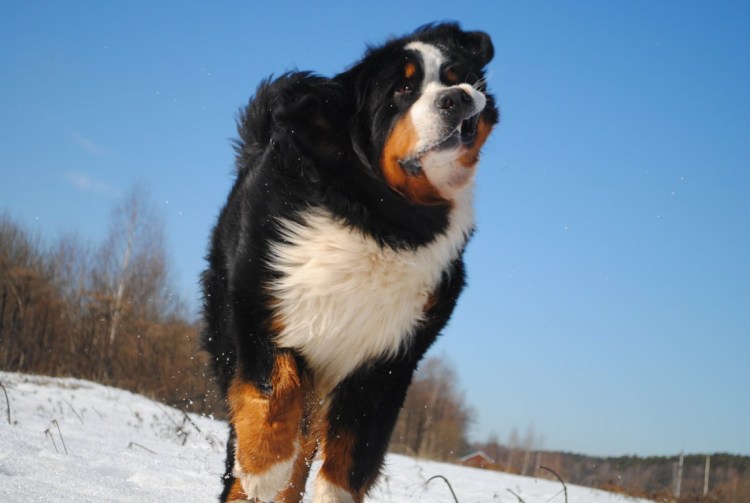 Бернский зенненхунд в Альпах