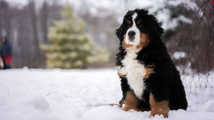Альпийская овчарка Бернский зенненхунд