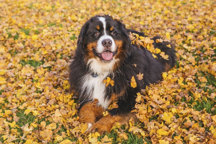 Бернский зенненхунд метис