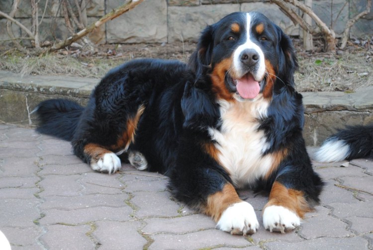 Бернский зенненхунд щенок