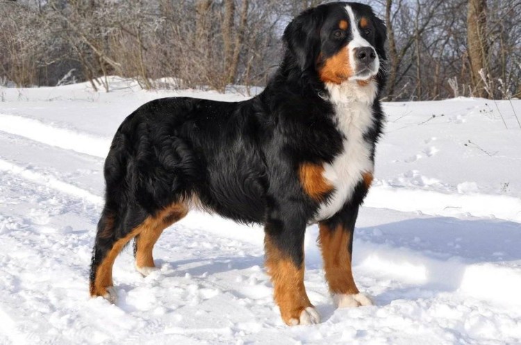 Бернский зенненхунд и австралийская овчарка