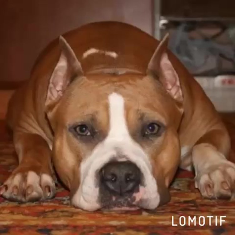 Стаффордширский терьер рыже палевый