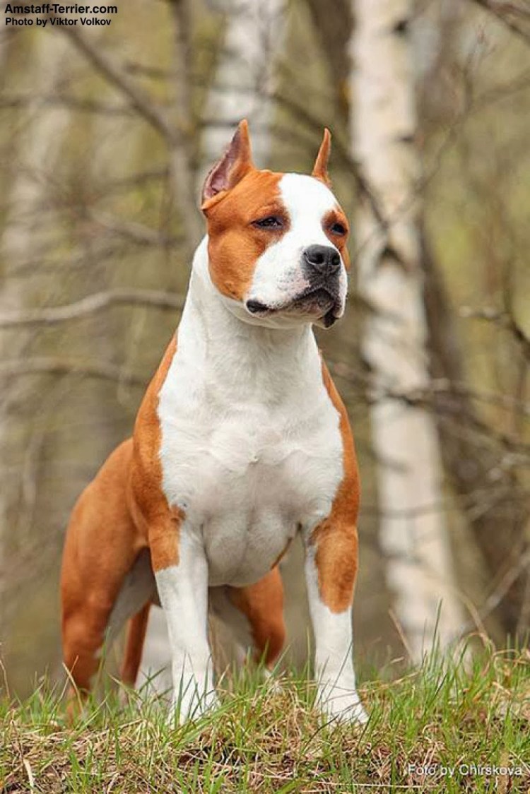 Стафф американский стаффордширский терьер