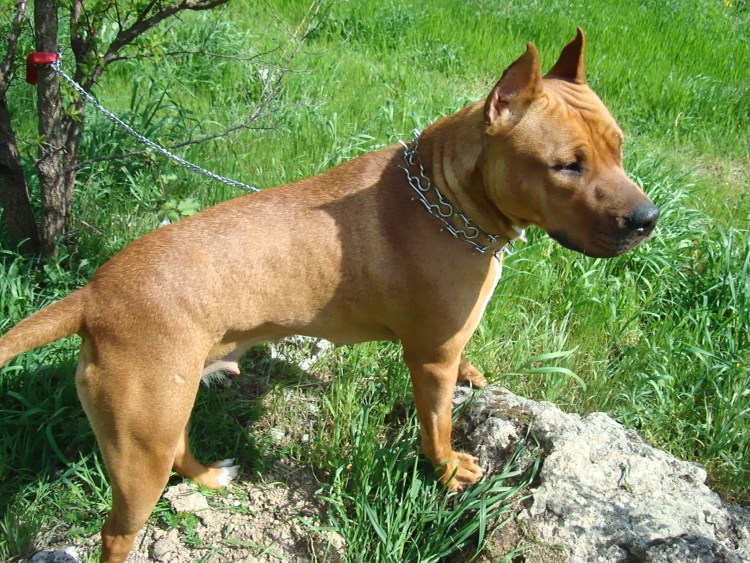 Палевый стаффордширский терьер