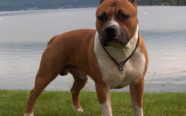 Стаффордширский терьер щенок