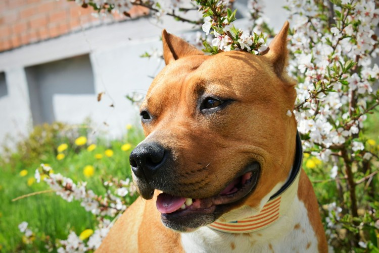 Амстафф и питбуль