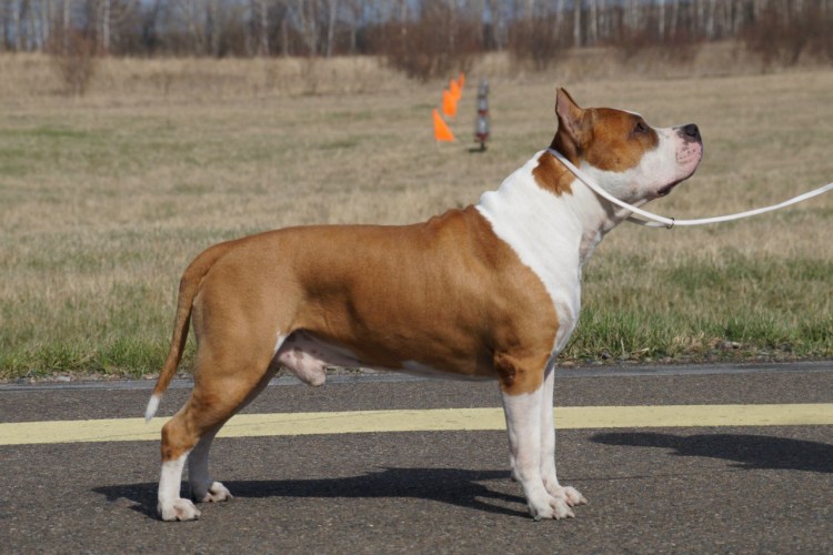 Американский стаффордширский терьерkt;BN