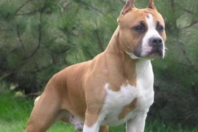 Аргентинский стаффордширский терьер