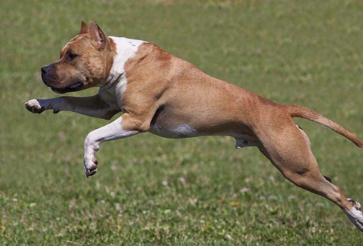 Стаффордширский терьер в атаке