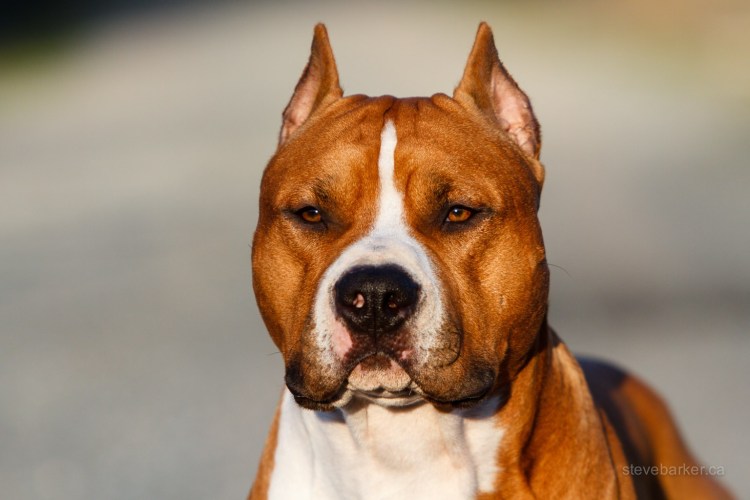 Аргентинский стаффордширский терьер