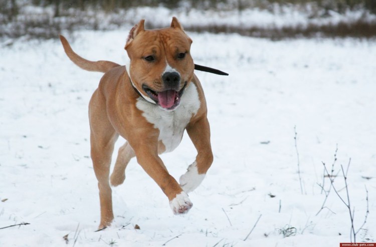 Американский стаффордширский терьер