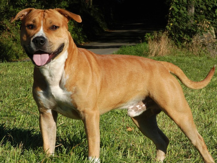 Стаффордширский терьер амстафф